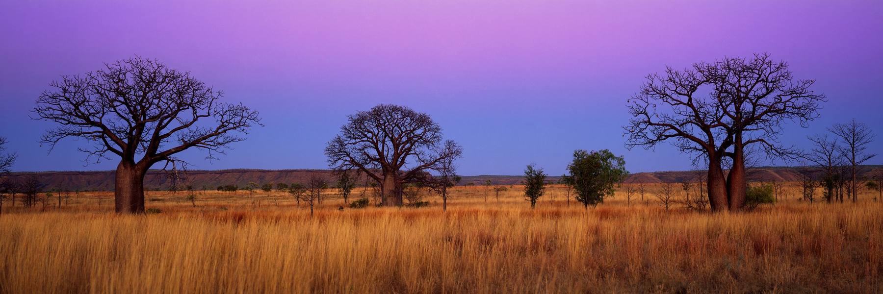 Three boabs standing in spinifex at dusk, the sky pink and violet above a low escarpment.